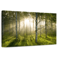 thumbnail image 1 of Elephant Stock Birch Forest Sunlight Wall Art - Horizontal Canvas Wall Art - Living Room Wall Decor - Nature Canvas - Beige And Gray Decor - 36" x 24", 1 of 8