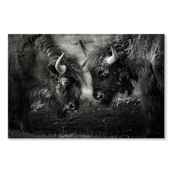 Elephant Stock Bisons Head To Head Wall Art - Horizontal Canvas Wall Art - Living Room Wall Decor - Animal Canvas - Black And White Decor - 12" x 8"