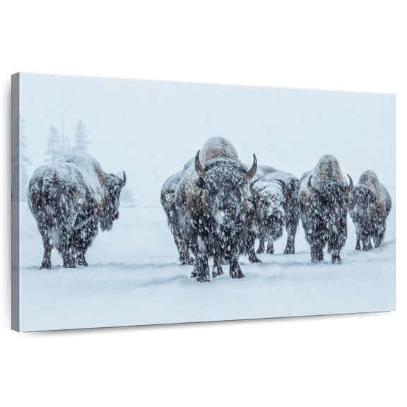 Elephant Stock Bisons In Yellowstone National Park Wall Art - Horizontal Canvas Wall Art - Living Room Wall Decor - Animal Canvas - White And Brown Decor By Art Wolfe - 12" x 8"