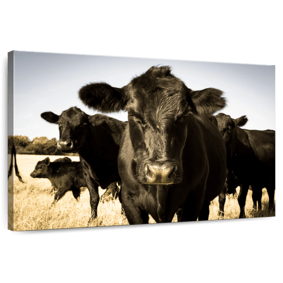 Elephant Stock Black Angus Cattle Wall Art - Horizontal Canvas Wall Art - Living Room Wall Decor - Animal Canvas - Beige And Black Decor - 12" x 8"