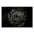 thumbnail image 1 of Elephant Stock Black Baccara Rose Wall Art - Horizontal Canvas Wall Art - Living Room Wall Decor - Gothic Canvas - Black And Gray Decor - 12" x 8", 1 of 4