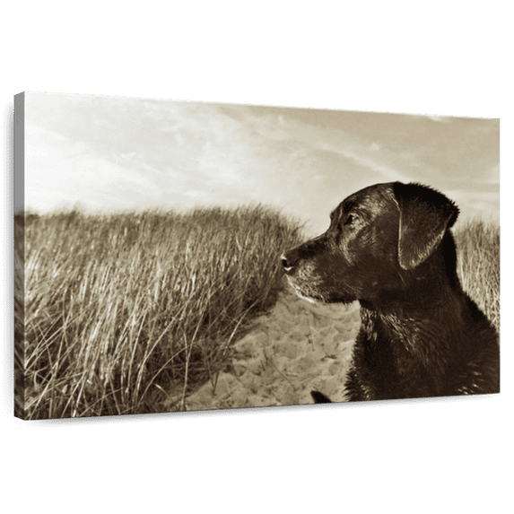 Elephant Stock Black Lab At The Beach Wall Art - Horizontal Canvas Wall Art - Living Room Wall Decor - Animal Canvas - Black And Brown Decor By Jim Dratfield - 12" x 8"