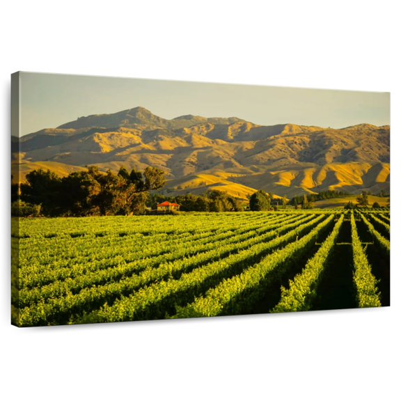Elephant Stock Blenheim Vineyard Wall Art - Horizontal Canvas Wall Art - Living Room Wall Decor - Nature Canvas - Gold And Green Decor - 24" x 16"