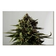 thumbnail image 1 of Elephant Stock Blossoming Cannabis Plant Wall Art - Horizontal Canvas Wall Art - Living Room Wall Decor - Floral And Botanical Canvas - Gray And Green Decor - 12" x 8", 1 of 4