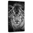 thumbnail image 1 of Elephant Stock Blue Eye Tiger Wall Art - Animal Canvas Canvas - 30" x 60", 1 of 8