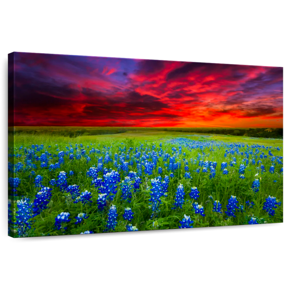 Elephant Stock Bluebonnets At Sunset I Wall Art - Horizontal Canvas Wall Art - Living Room Wall Decor - Nature Canvas - Brown And Gray Decor - 12" x 8"