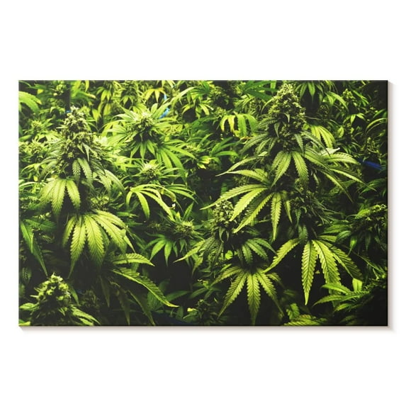 Elephant Stock Cannabis Field Wall Art - Horizontal Canvas Wall Art - Living Room Wall Decor - Floral And Botanical Canvas - Green And Decor - 48" x 32"