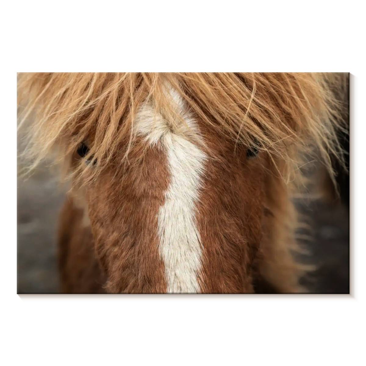 Photo inspiration: Icelandic Home Decor Living Room Reference: Elephant Stock Close Up Of An Icelandic Horse Wall Art