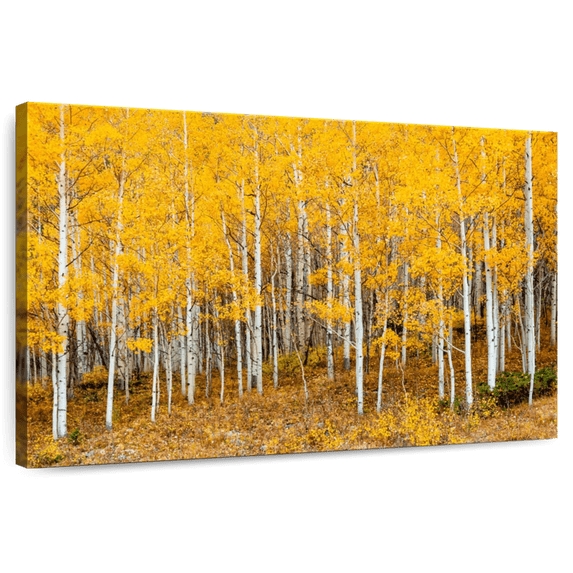 Elephant Stock Colorado Aspen Forest Wall Art - Horizontal Canvas Wall Art - Living Room Wall Decor - Nature Canvas - Orange And Brown Decor - 30" x 20"