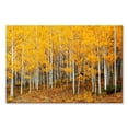 thumbnail image 1 of Elephant Stock Colorado Aspen Forest Wall Art - Horizontal Canvas Wall Art - Living Room Wall Decor - Nature Canvas - Orange And Brown Decor - 30" x 20", 1 of 4