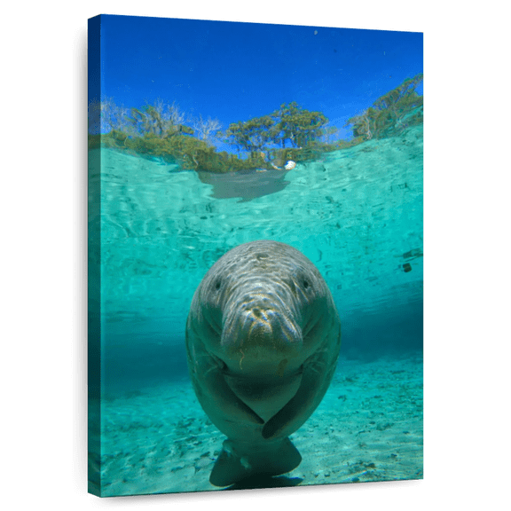 Elephant Stock Crystal River Manatee Wall Art - Vertical Canvas Wall Art - Living Room Wall Decor - Animal Canvas - Gray And Turquoise Decor - 34" x 51"