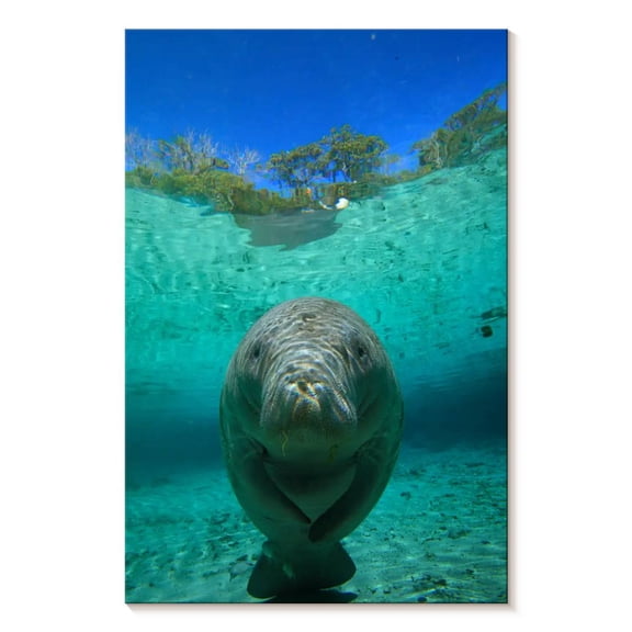 Elephant Stock Crystal River Manatee Wall Art - Vertical Canvas Wall Art - Living Room Wall Decor - Animal Canvas - Gray And Turquoise Decor - 8" x 12"