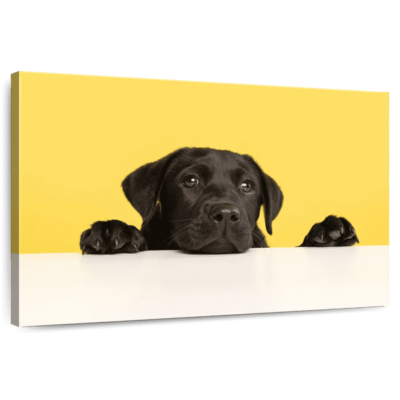 Elephant Stock Cute Black Lab Wall Art - Horizontal Canvas Wall Art - Living Room Wall Decor - Animal Canvas - Yellow And Black Decor - 36" x 24"