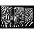 thumbnail image 1 of Elephant Stock Dazed Zebra Wall Art - Horizontal Multi Panel Canvas - 3 Piecehallway Wall Decor - Photography Animal Multi Panel - Black And White Decor - 23" x 14", 1 of 4