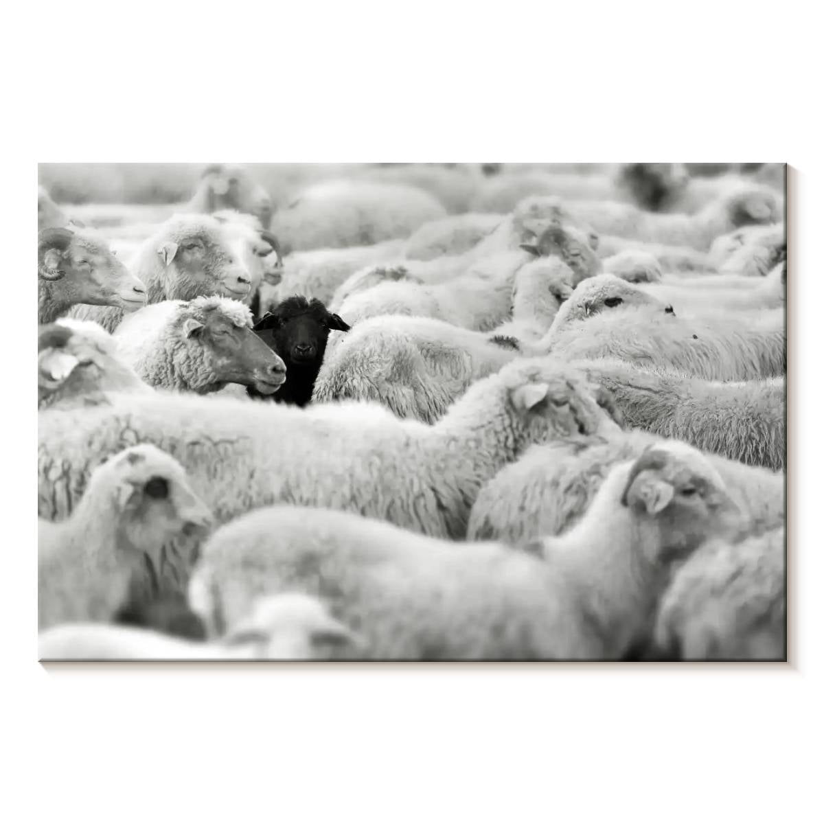 Elephant Stock Distinct Black Sheep Wall Art Horizontal Canvas Wall
