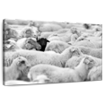 thumbnail image 1 of Elephant Stock Distinct Black Sheep Wall Art - Horizontal Canvas Wall Art - Living Room Wall Decor - Animal Canvas - Gray And Black Decor - 48" x 32", 1 of 8