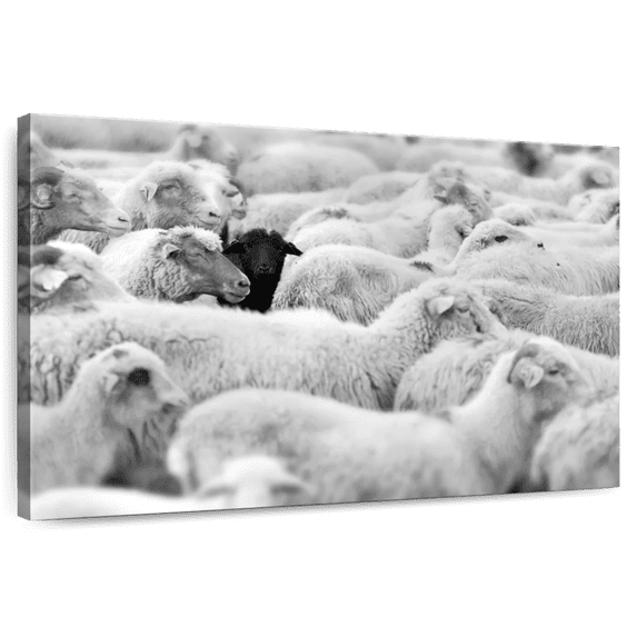 Elephant Stock Distinct Black Sheep Wall Art - Horizontal Canvas Wall Art - Living Room Wall Decor - Animal Canvas - Gray And Black Decor - 48" x 32"