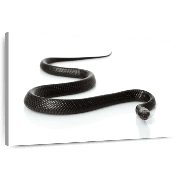 Elephant Stock Eastern Indigo Snake Wall Art - Horizontal Canvas Wall Art - Living Room Wall Decor - Animal Canvas - Black And White Decor - 12" x 8"