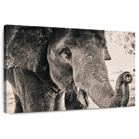 Elephant Stock Elephant Up Close Wall Art - Horizontal Canvas Wall Art - Living Room Wall Decor - Animal Canvas - Brown And Beige Decor - 39" x 26"