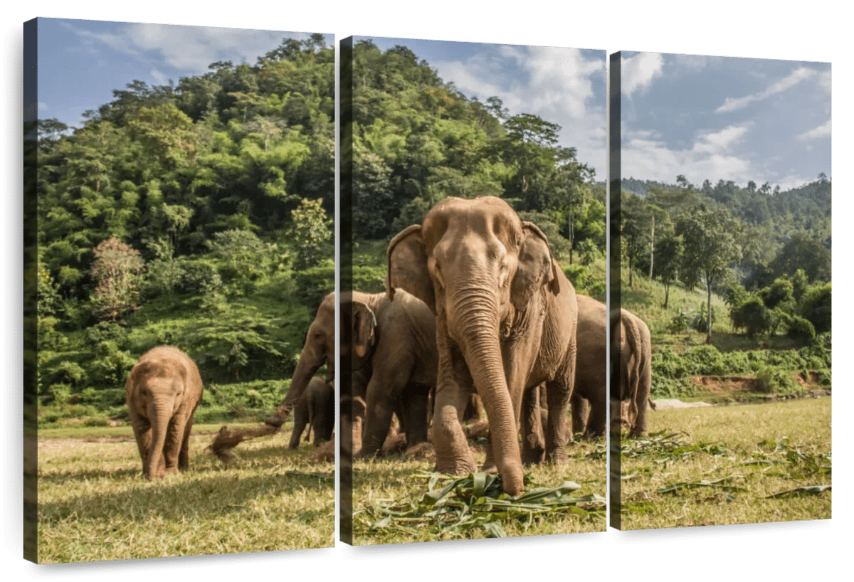 Elephant Stock Elephants In Chiang Mai Wall Art - Horizontal Multi ...