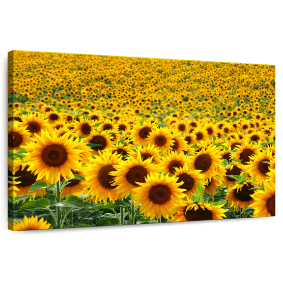 Elephant Stock Endless Sunflower Field Wall Art - Horizontal Canvas Wall Art - Living Room Wall Decor - Nature Canvas - Gold And Green Decor - 39" x 26"
