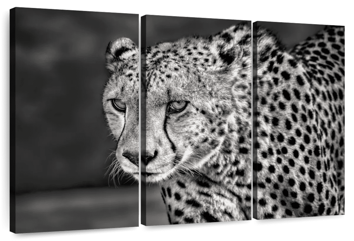 Elephant Stock Ferocious Cheetah Wall Art Horizontal Multi Panel