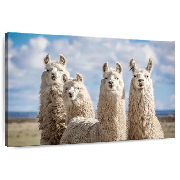 Elephant Stock Fluffy White Llamas Wall Art - Horizontal Canvas Wall Art - Living Room Wall Decor - Animal Canvas - Blue And Brown Decor - 12" x 8"