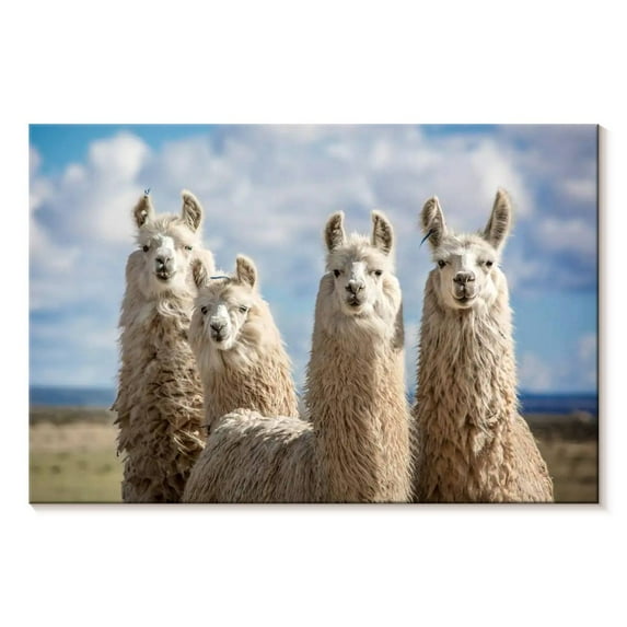 Elephant Stock Fluffy White Llamas Wall Art - Horizontal Canvas Wall Art - Living Room Wall Decor - Animal Canvas - Blue And Brown Decor - 12" x 8"