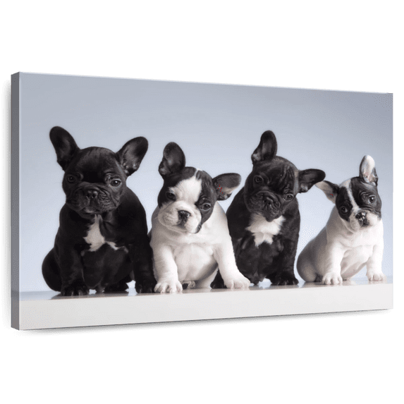 Elephant Stock French Bulldog Puppies Wall Art - Horizontal Canvas Wall Art - Living Room Wall Decor - Animal Canvas - Blue And Black Decor - 45" x 30"