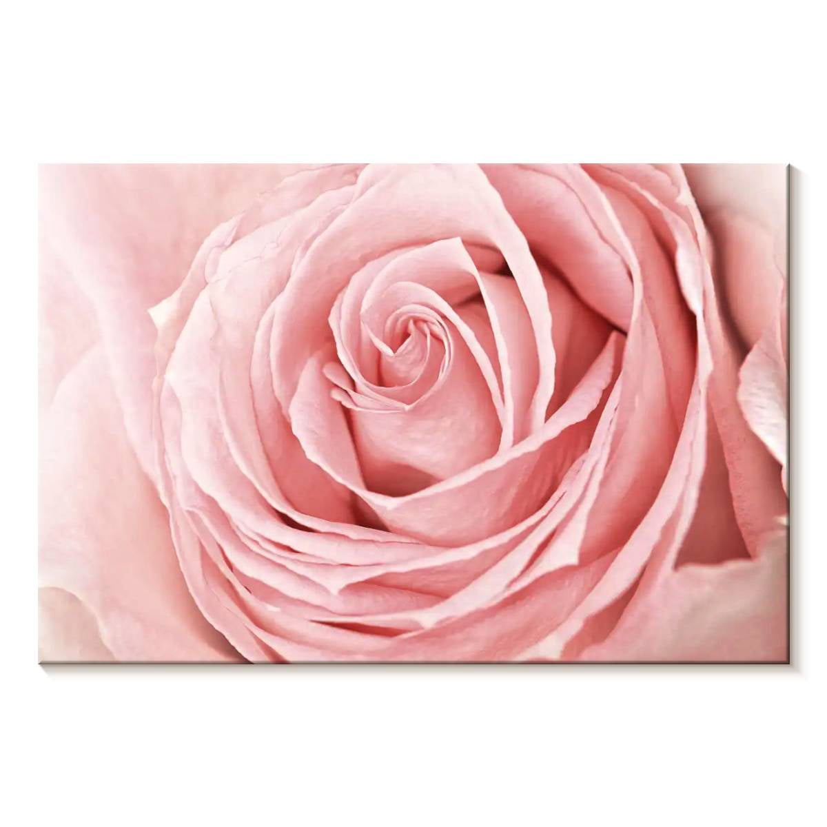 Elephant Stock Fresh Pink Rose Wall Art - Horizontal Canvas Wall Art ...