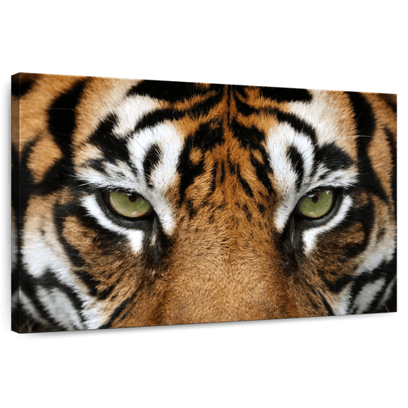 Elephant Stock Gaze Of A Tiger Wall Art - Horizontal Canvas Wall Art - Living Room Wall Decor - Animal Canvas - Brown And Orange Decor - 45" x 30"