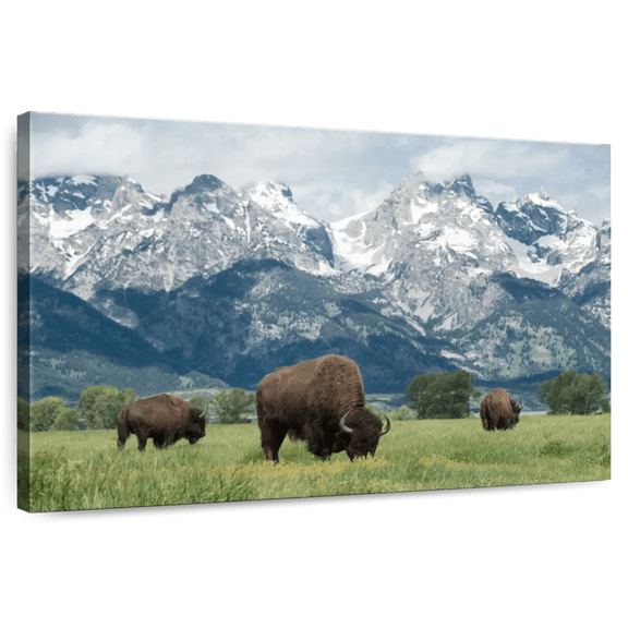 Elephant Stock Grazing Teton Bison Wall Art - Horizontal Canvas Wall Art - Living Room Wall Decor - Animal Canvas - Green And Brown Decor - 12" x 8"