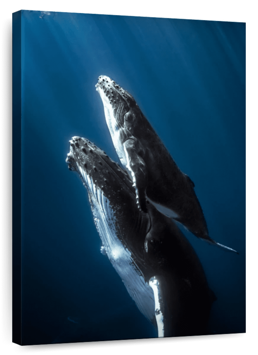 Elephant Stock Humpback Whale And Its Calf Wall Art Vertical Canvas