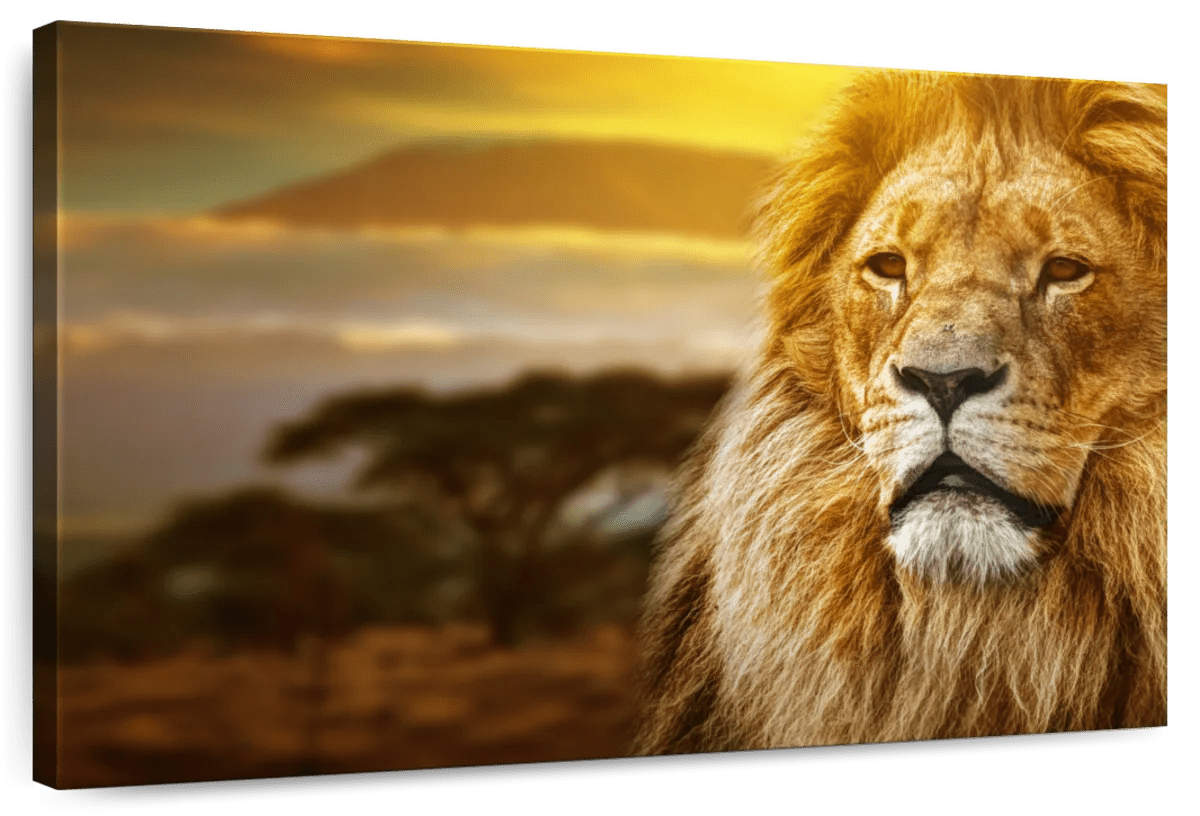 Elephant Stock Lion In African Safari Wall Art Horizontal Canvas Wall