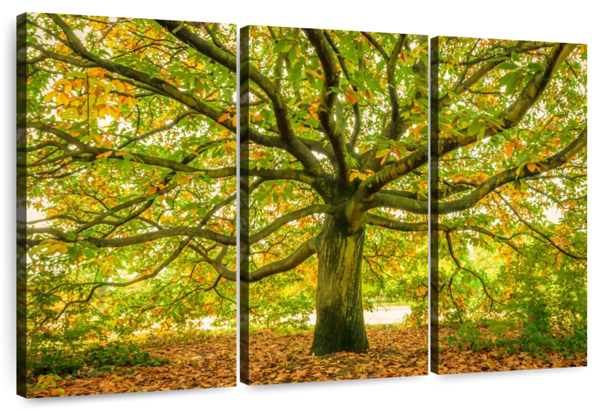 Elephant Stock London Oak Tree Wall Art - Horizontal Multi Panel Canvas ...