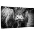 thumbnail image 1 of Elephant Stock Long Haired Highland Cow Wall Art - Horizontal Canvas Wall Art - Living Room Wall Decor - Animal Canvas - Black And Gray Decor - 51" x 34", 1 of 8