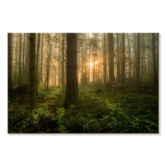 Elephant Stock Lummi Island Forest Sunrise Wall Art - Horizontal Canvas Wall Art - Living Room Wall Decor - Nature Canvas - Gray And Brown Decor - 48" x 32"