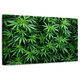 thumbnail image 1 of Elephant Stock Marijuana Cultivation Wall Art - Horizontal Canvas Wall Art - Living Room Wall Decor - Floral And Botanical Canvas - Black And Green Decor - 24" x 16", 1 of 8