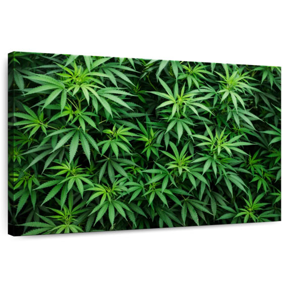 Elephant Stock Marijuana Cultivation Wall Art - Horizontal Canvas Wall Art - Living Room Wall Decor - Floral And Botanical Canvas - Black And Green Decor - 24" x 16"