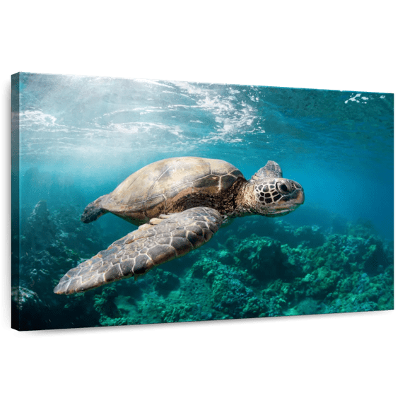 Elephant Stock Maui Turtle Wall Art - Horizontal Canvas Wall Art - Living Room Wall Decor - Animal Canvas - Teal And Green Decor - 12" x 8"