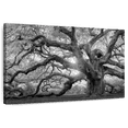 thumbnail image 1 of Elephant Stock Monochrome Angel Oak Tree Wall Art - Horizontal Canvas Wall Art - Living Room Wall Decor - Floral And Botanical Canvas - Black And Gray Decor - 12" x 8", 1 of 8