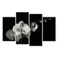 thumbnail image 1 of Elephant Stock Moth Orchids Ii Wall Art - Horizontal Multi Panel Canvas - Living Room Wall Decor - Floral And Botanical Multi Panel - Black And Gray Decor By Alan Majchrowicz - 36" x 22", 1 of 4