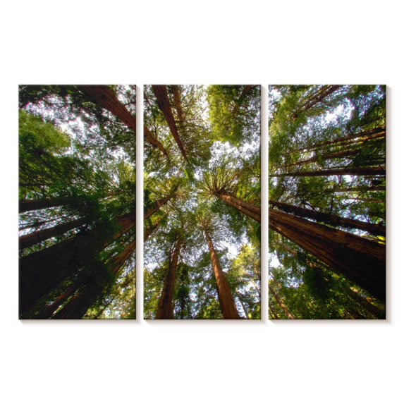 Elephant Stock Muir Wood California Redwoods Wall Art - Horizontal Multi Panel Canvas - Living Room Wall Decor - Floral And Botanical Multi Panel - Gray And Beige Decor - 50" x 32"