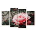 thumbnail image 1 of Elephant Stock Pink Rose Wall Art - Horizontal Multi Panel Canvas - Living Room Wall Decor - Floral And Botanical Multi Panel - Gray And Pink Decor - 52" x 32", 1 of 4