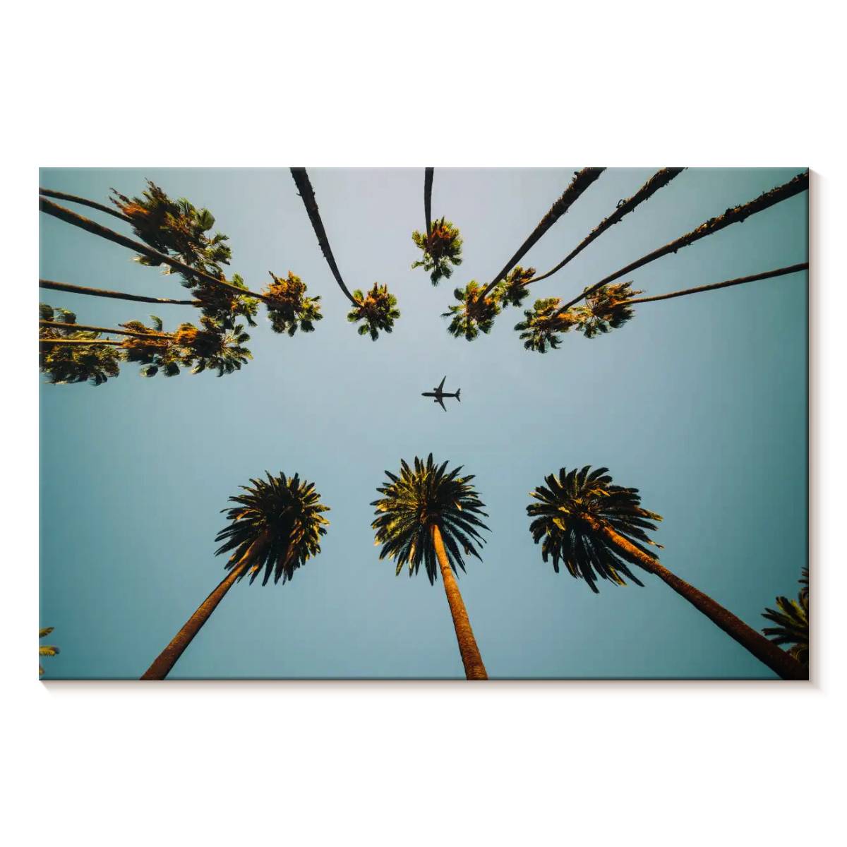 Elephant Stock Plane Below Palm Trees Wall Art - Horizontal Canvas Wall ...