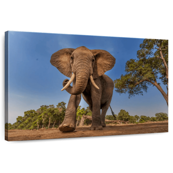 Elephant Stock Playful African Elephant Wall Art - Horizontal Canvas Wall Art - Living Room Wall Decor - Photography Animal Canvas - Brown And Green Decor - 12" x 8"