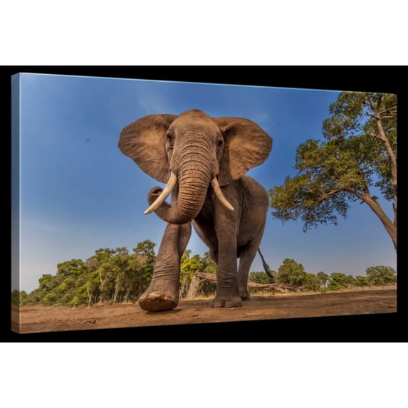Elephant Stock Playful African Elephant Wall Art - Horizontal Canvas Wall Art - Living Room Wall Decor - Photography Animal Canvas - Brown And Green Decor - 24" x 16"
