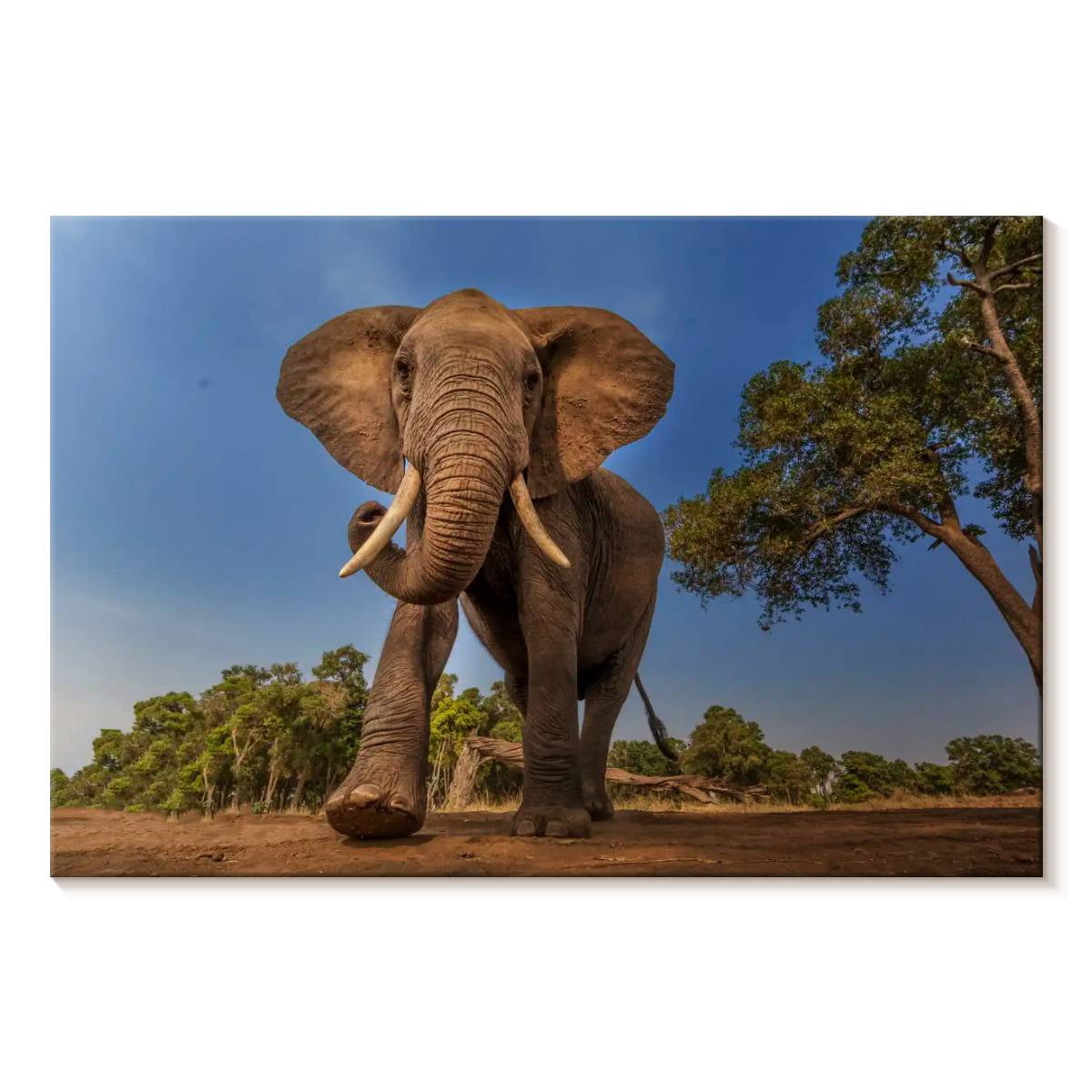 Elephant Stock Playful African Elephant Wall Art - Horizontal Canvas ...