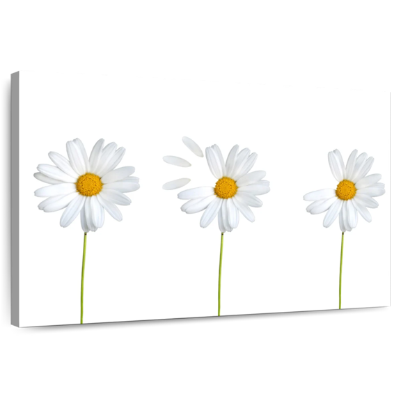 Elephant Stock Plucked Daisies Wall Art - Horizontal Canvas Wall Art - Living Room Wall Decor - Floral And Botanical Canvas - White And Yellow Decor - 12" x 8"