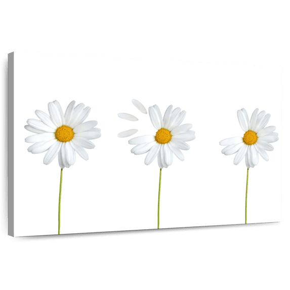 Elephant Stock Plucked Daisies Wall Art - Horizontal Canvas Wall Art - Living Room Wall Decor - Floral And Botanical Canvas - White And Yellow Decor - 48" x 32"